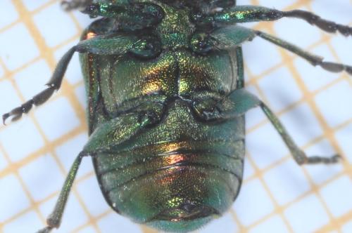 Cryptocephalus aureolus
